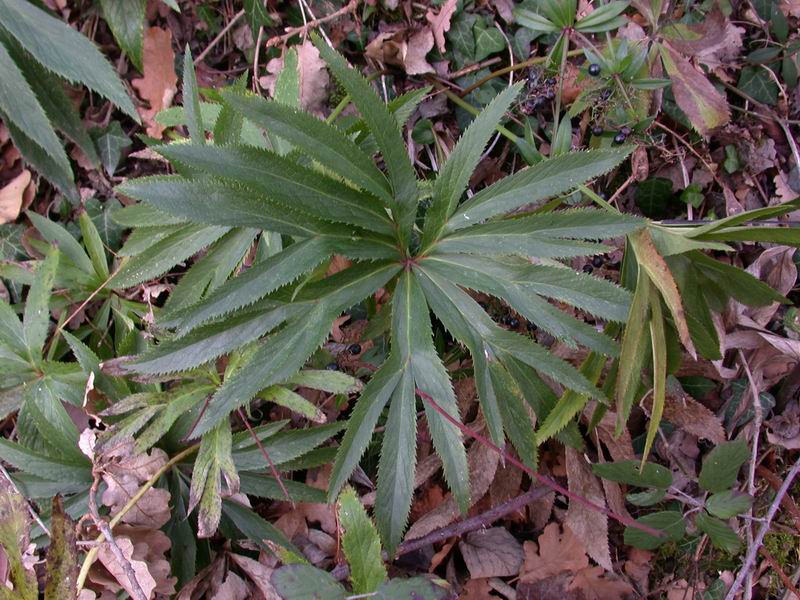 Helleborus viridis sl.